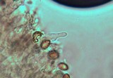 Gymnopilus lepidotus image