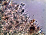 Gymnopilus lepidotus image