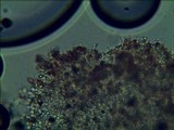 Gymnopilus lepidotus image