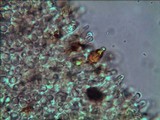 Gymnopilus lepidotus image