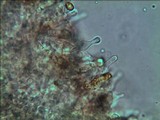 Gymnopilus lepidotus image