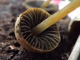 Panaeolus cyanescens image