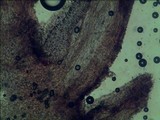 Gymnopilus lepidotus image