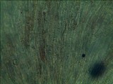 Gymnopilus lepidotus image