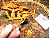 Gymnopilus flavidellus image