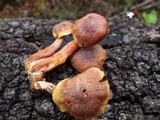 Gymnopilus luteofolius image