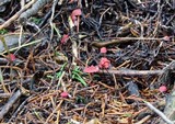 Marasmius pulcherripes image