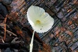 Leucocoprinus fragilissimus image