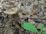 Amanita sect. Vaginatae image
