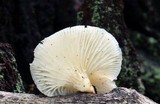 Lentinus suavissimus image