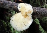 Lentinus suavissimus image