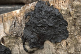 Exidia plana image