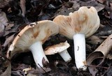 Russula compacta image