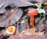 Hygrocybe miniata image