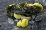 Entonaema liquescens image
