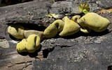 Entonaema liquescens image