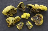 Entonaema liquescens image