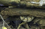 Entonaema liquescens image