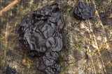 Exidia plana image