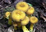 Hygrocybe caespitosa image