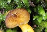 Hygrocybe caespitosa image