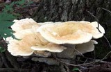 Bondarzewia berkeleyi image