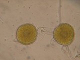Endogone pisiformis image