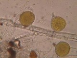Endogone pisiformis image