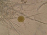 Endogone pisiformis image