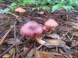 Gymnopilus luteofolius image