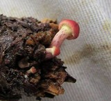 Gymnopilus luteofolius image