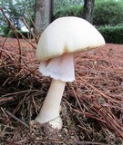 Amanita roseitincta image
