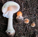 Amanita roseitincta image
