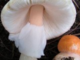 Amanita roseitincta image