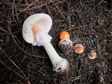 Amanita roseitincta image