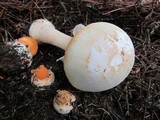 Amanita roseitincta image