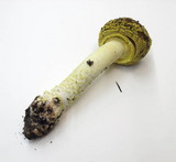 Amanita augusta image