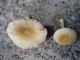 Amanita minutula image