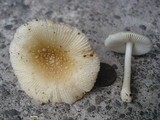 Amanita minutula image