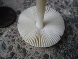 Amanita minutula image