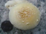 Amanita minutula image