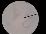 Amanita minutula image