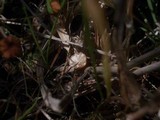 Marasmius curreyi image