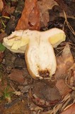 Boletus variipes image