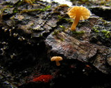 Mycena corticola image