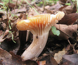 Hygrocybe pratensis image