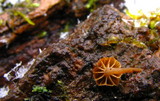 Mycena corticola image