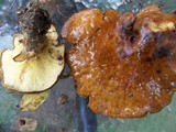 Boletinellus merulioides image
