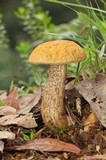 Leccinum rugosiceps image