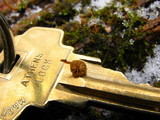 Mycena corticola image